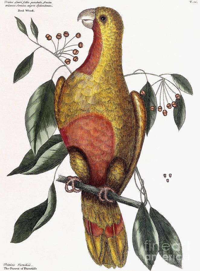 Mark Catesby Drawing - The Parrot of Paradise, Psitticus Paradisis by Mark Catesby