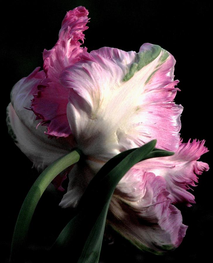 Spring Photograph - The Parrot Tulip Queen Of Spring by Angela Davies