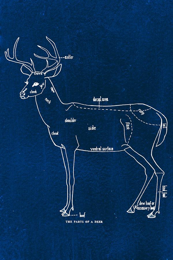 The Parts Of A Deer Drawing by Mustapha Dazi