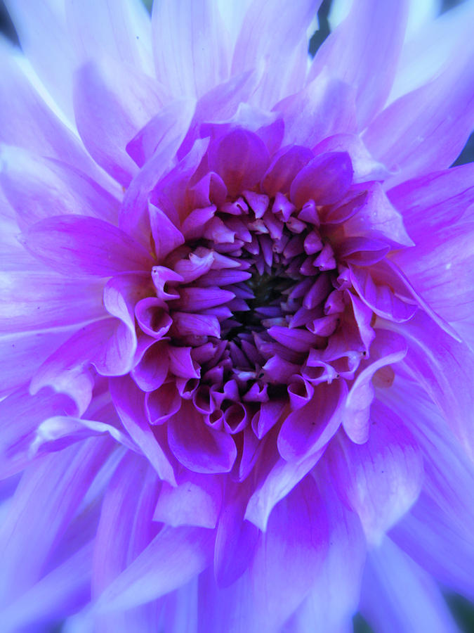 The Passionate Dahlia Photograph by Lora Fisher