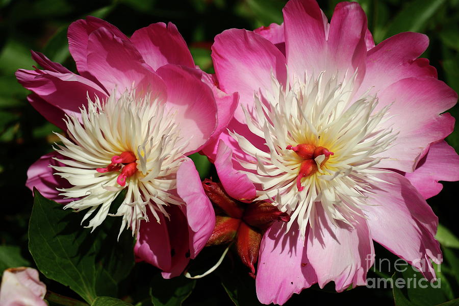 The Passionflower Twins Photograph by Christiane Schulze Art And Photography