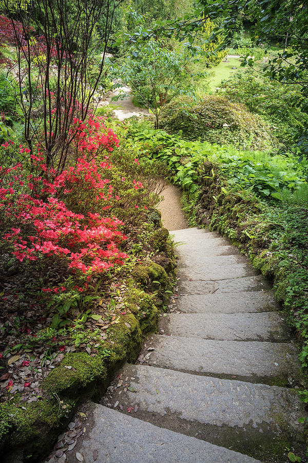 The Path at Powerscourt Gardens Photograph by Debra and Dave Vanderlaan