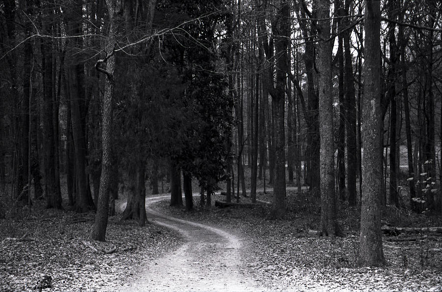 The Path Photograph by Ayesha  Lakes
