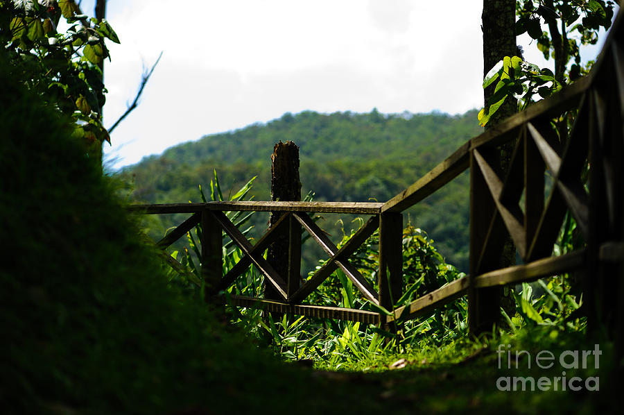 Landscape Photograph - The Path - Holywell - Jamaica by Marc Evans