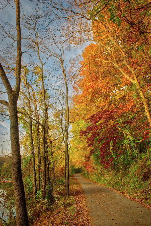 The Path in Fall Photograph by Mark Dodd