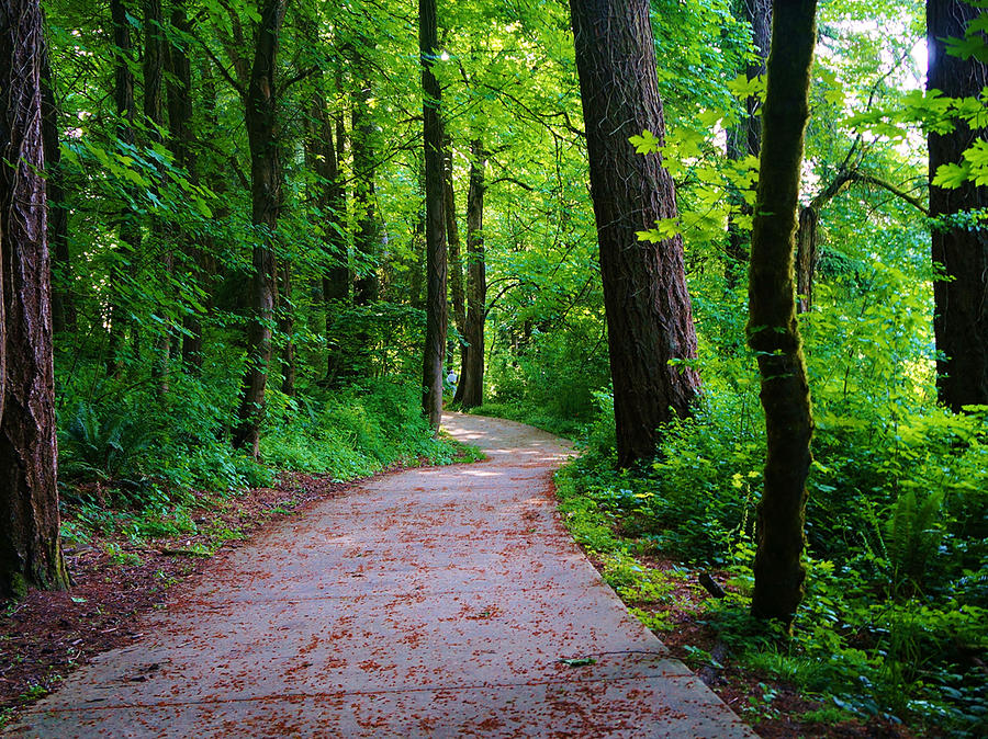 The Path Photograph by Louise Gabriel - Fine Art America