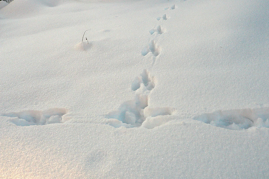 The path of a rabbit Photograph by Jouko Lehto