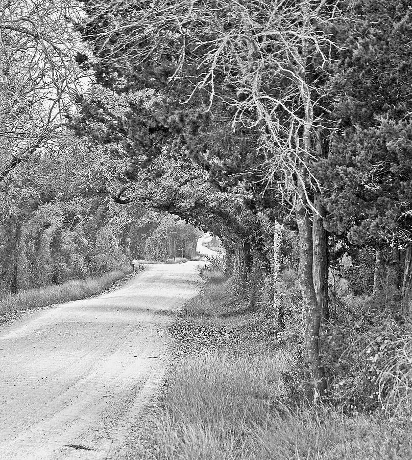 Black And White Photograph - The Path by T Isabella Darnell