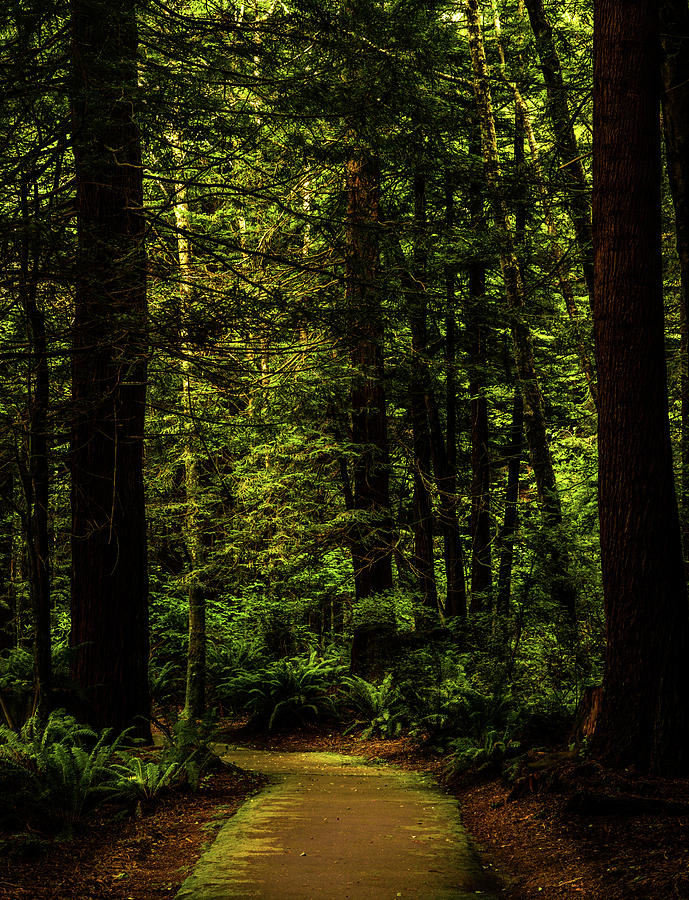 The Path. Redwood National Park, California Photograph by TL Mair | Pixels