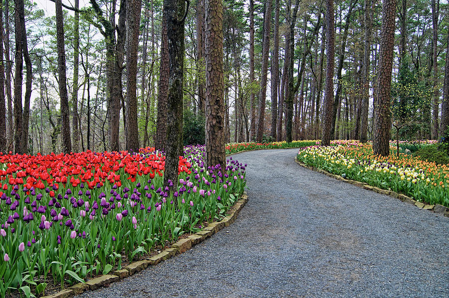 The Path To Spring Photograph