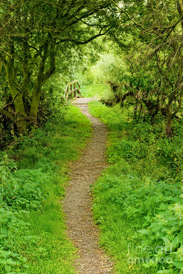 Nature Photograph - The Path to Willow Bridge by John Edwards