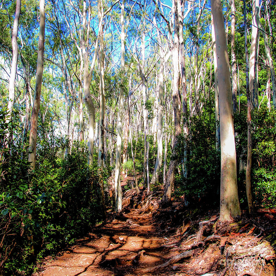 The Pathway 407 S - Aiea Loop Trail by D Davila The Pathway 407 S - Aiea Loop Trail by D Davila