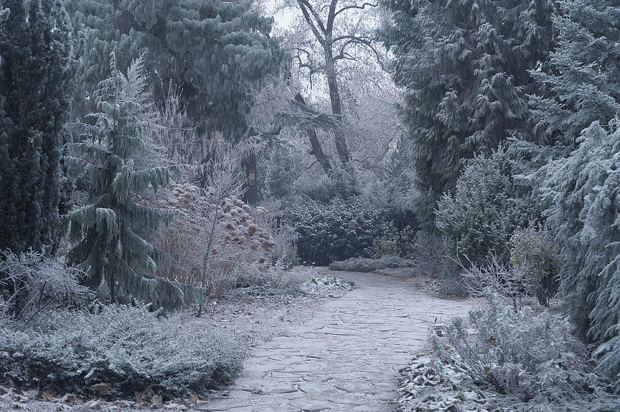 The Pathway. Enchanted Winter Garden Photograph by Jenny Rainbow