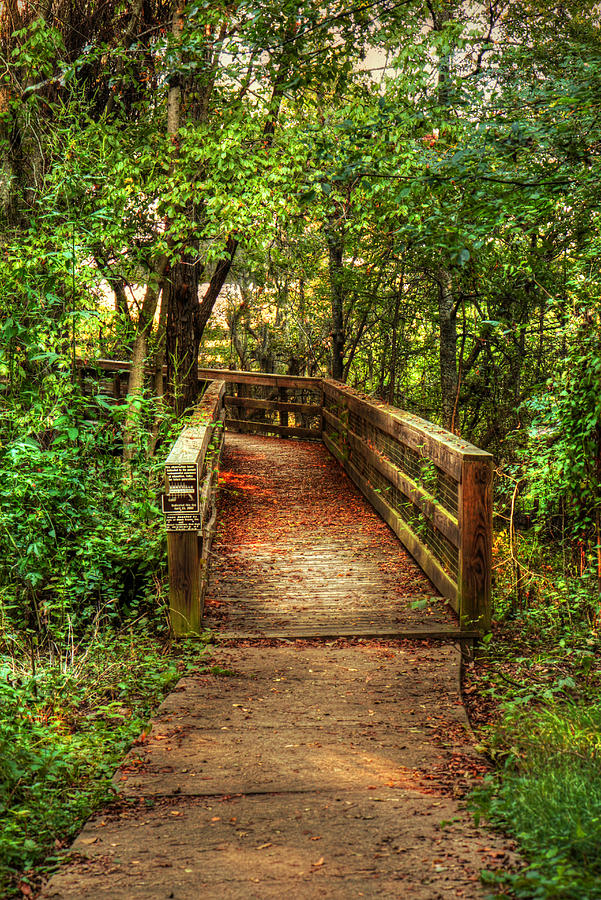 The Pathway Photograph by Ester McGuire