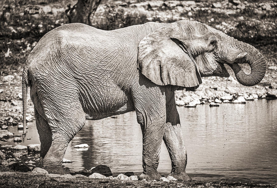 Black And White Photograph - The Pause That Refreshes - Black and White Elephant Photograph by Duane Miller