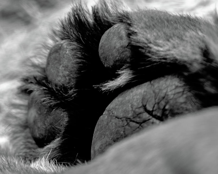 The Paw Photograph by Alan Hart