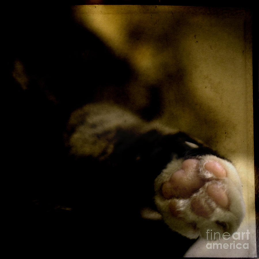 Cat Photograph - The Paw by Ang El