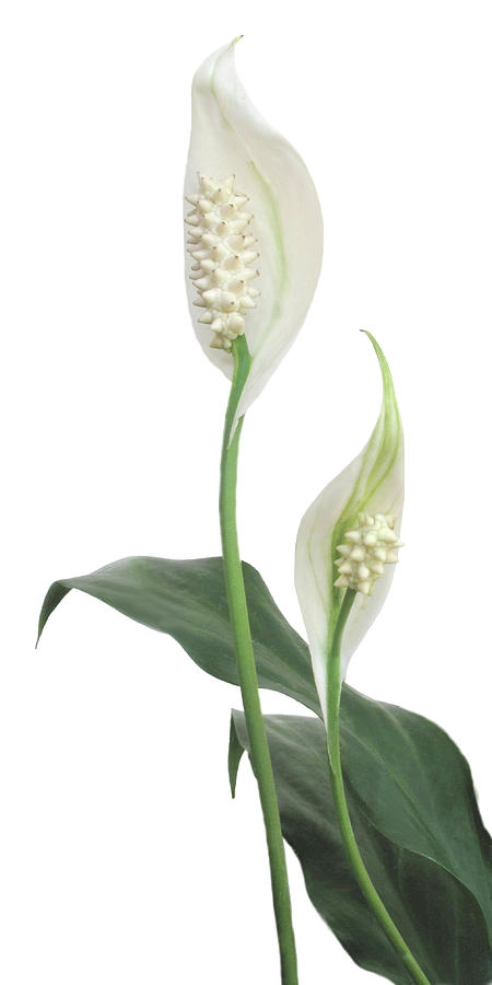 The Peace Lily Photograph by David and Carol Kelly
