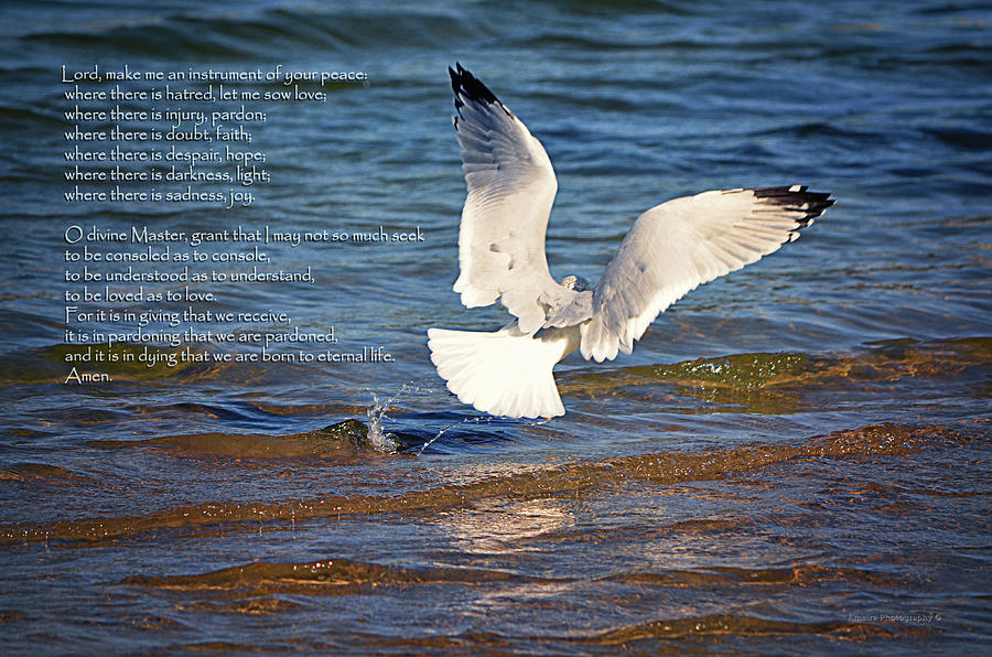 Seagull Photograph - The Peace Prayer Of St. Francis by Maria Angelica Maira