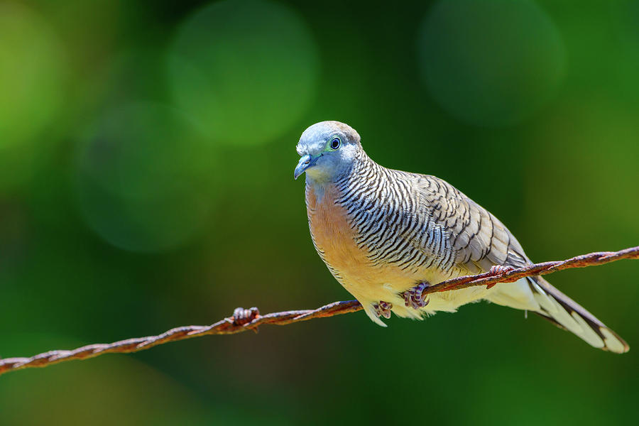 Dove Photograph - The Peaceful Dove  by Jeff Jarrett