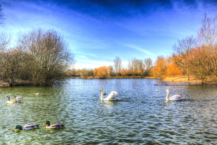 Swan Photograph - The Peaceful Swan Lake by David Pyatt