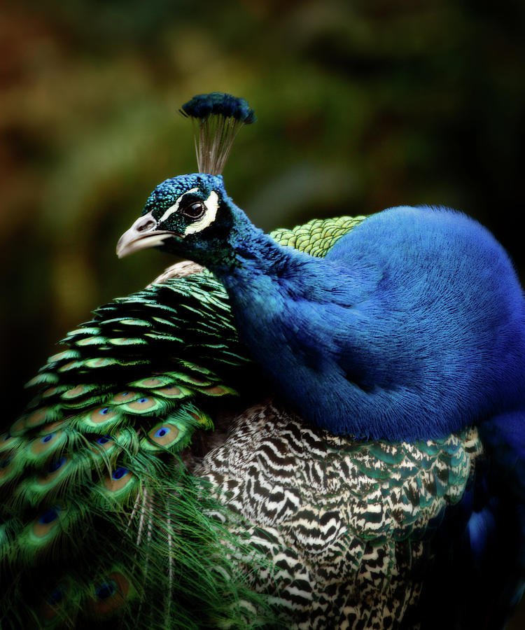 The Peacock - 365-320 Photograph by Inge Riis McDonald