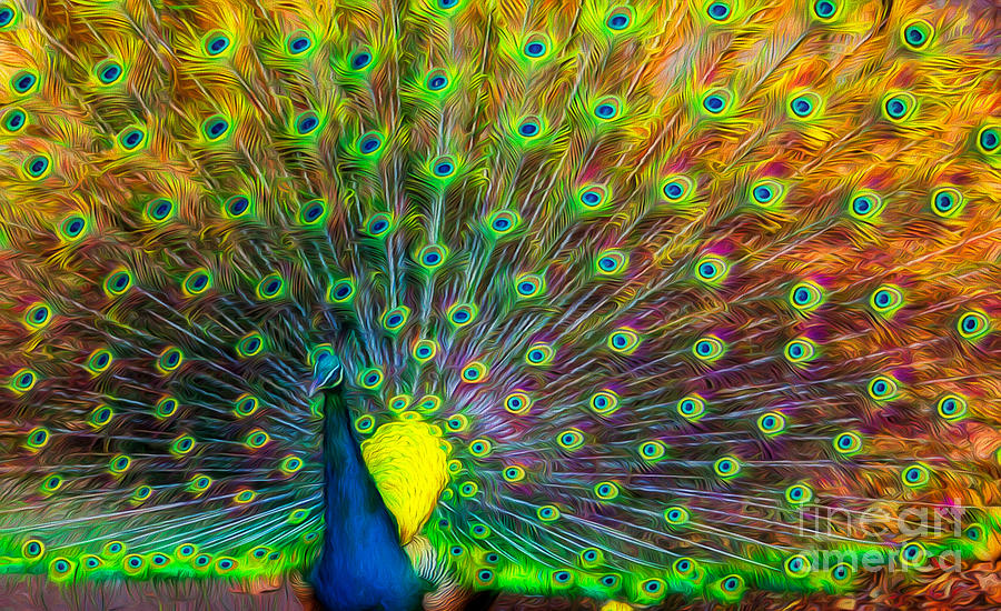 The Peacock Photograph by Adrian Evans