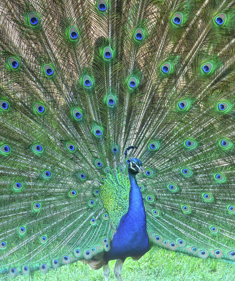 The Peacock Angel Photograph by Jamart Photography