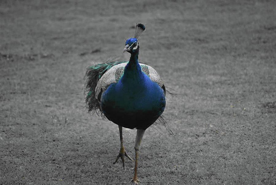 Bird Photograph - The Peacock by Gabrielle Yap