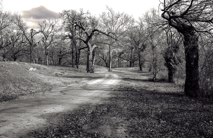 The Pecan Grove Photograph by Jay Stockhaus