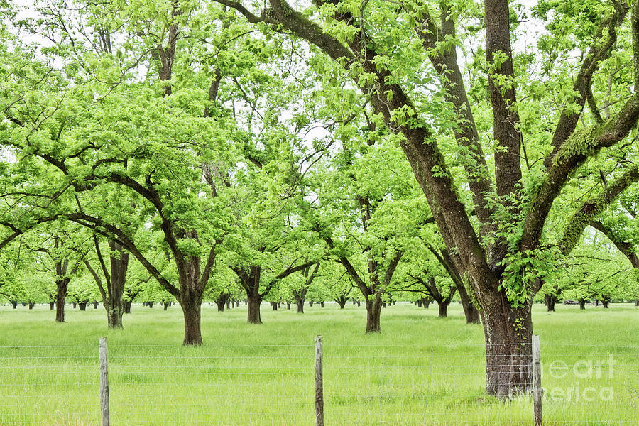 The Pecan Orchard in the Spring Photograph by Scott Pellegrin