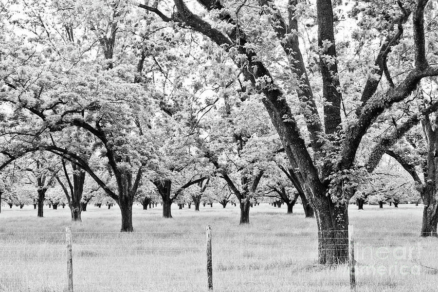 Tree Photograph - The Pecan Orchard - BW by Scott Pellegrin