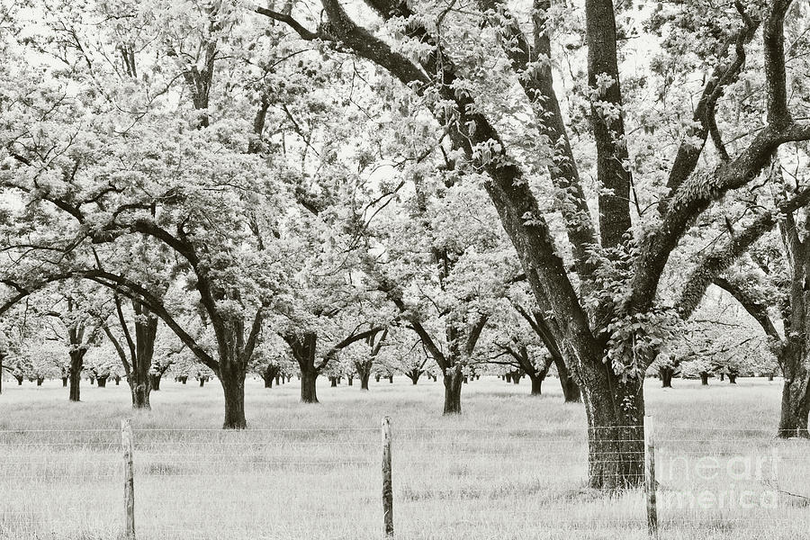 The Pecan Orchard - sepia Photograph by Scott Pellegrin