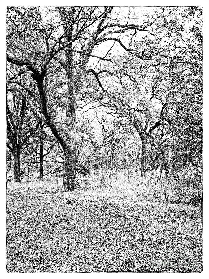 The Pecan Trail Photograph