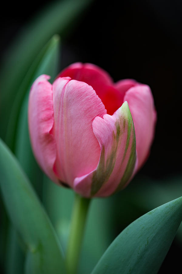 The Peculiar Pink Tulip Photograph by Dale Kincaid