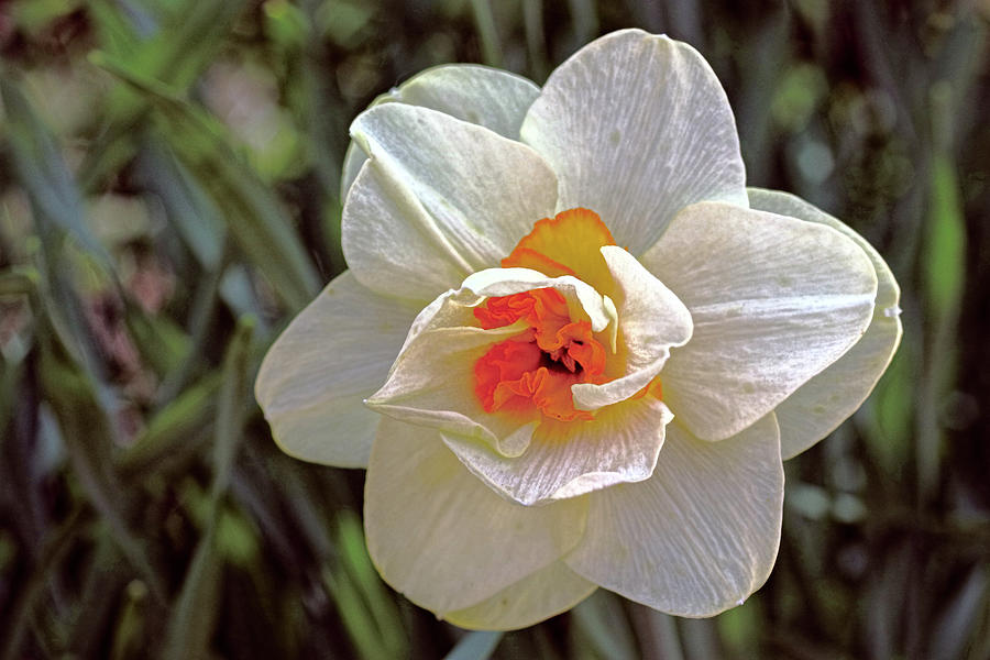 The Peeping Daffodil Photograph