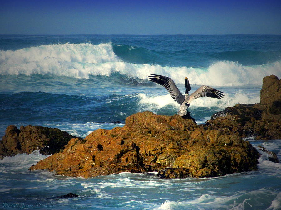 The Pelican And The Sea Two Photograph by Joyce Dickens