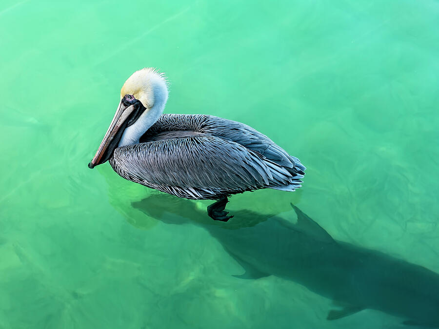 Pelican Photograph - The Pelican and the Shark by Kay Brewer