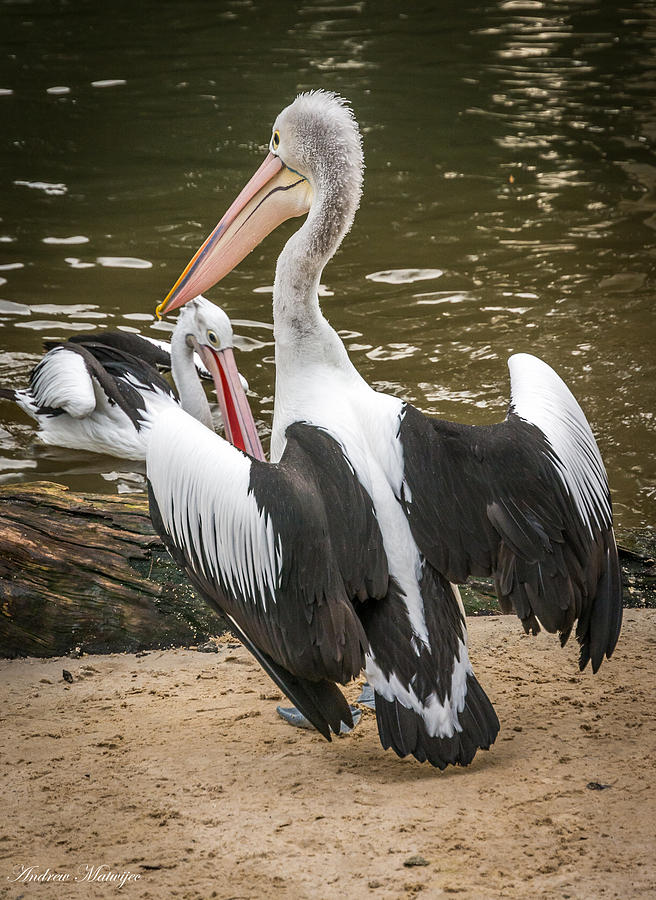 The Pelican Photograph by Andrew Matwijec