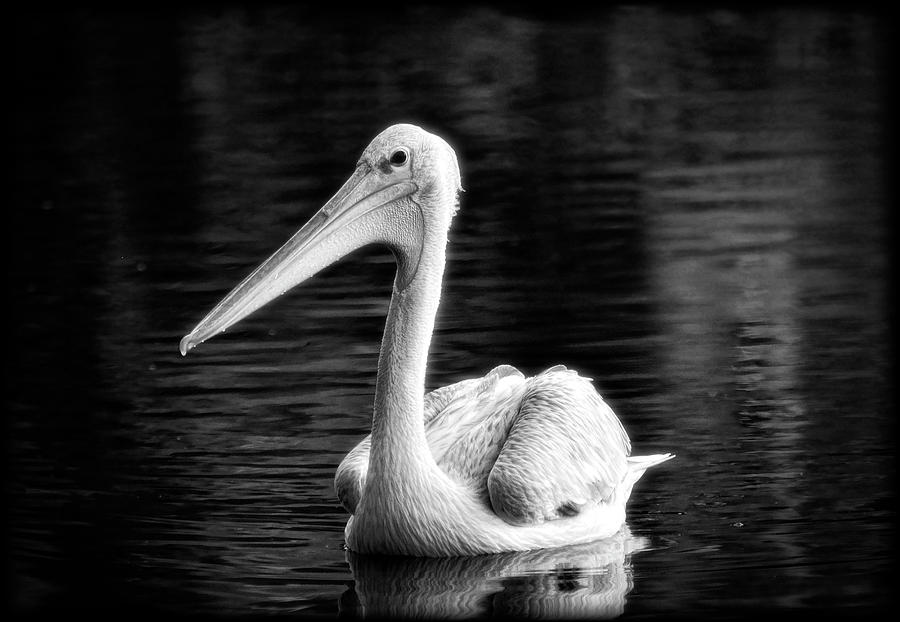 The Pelican Bay  Photograph by Saija Lehtonen