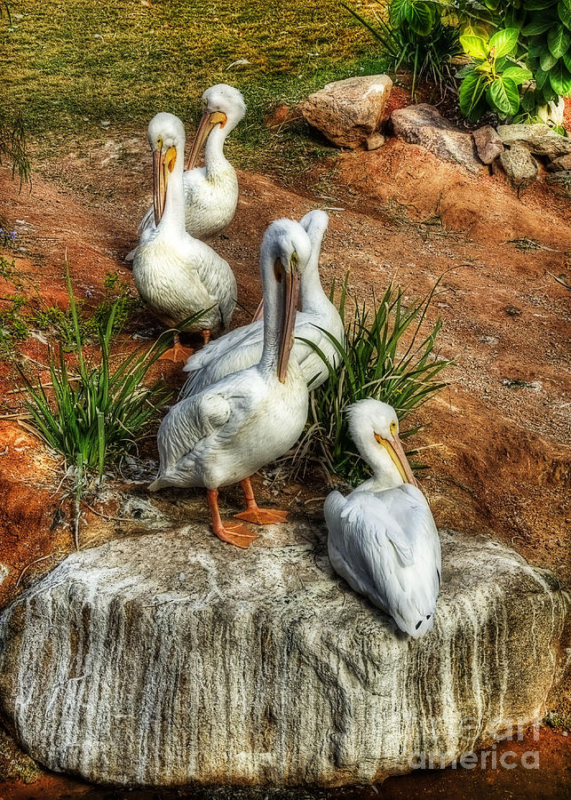 The Pelican Clan Photograph by Saija Lehtonen