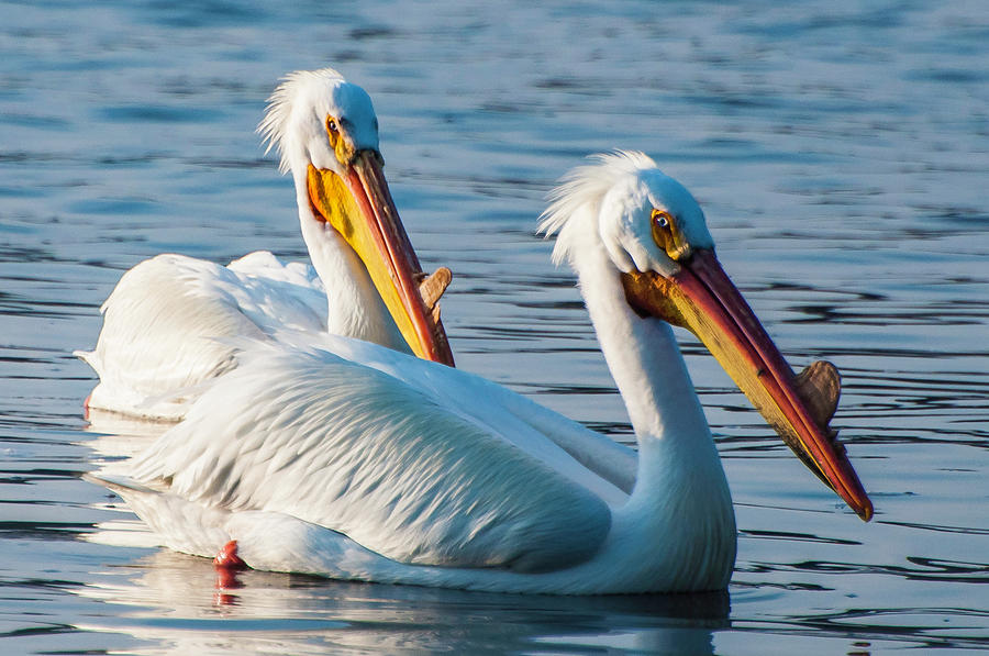 The Pelican Couple Photograph by John Roach