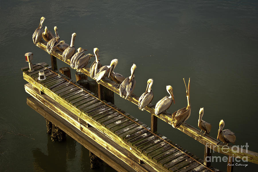 The Pelican Grooming Club Art Photograph by Reid Callaway