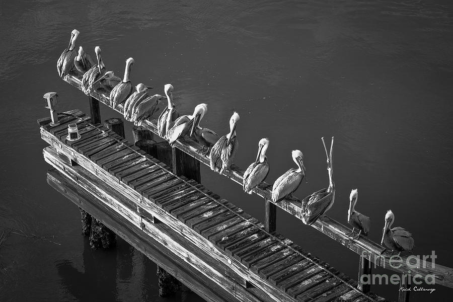 The Pelican Grooming Club B W Wildlife Art Photograph by Reid Callaway