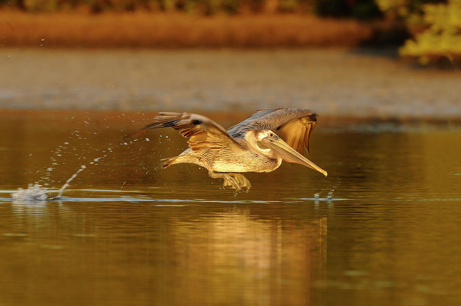 Pelican Photograph - The Pelican hop by George DeCamp