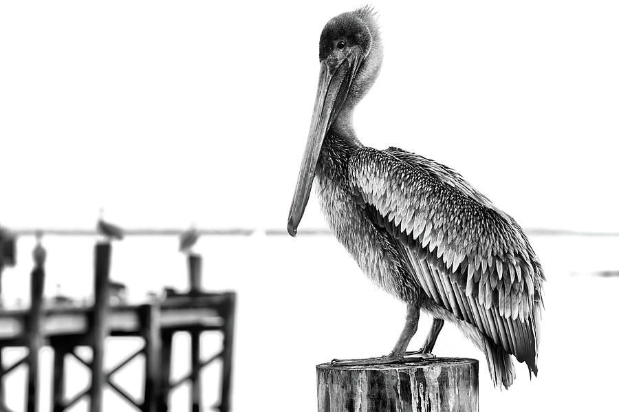 The Pelican in Black and White Photograph by JC Findley