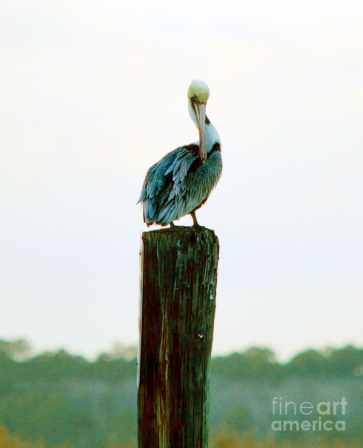 The Pelican King Photograph by Alys Caviness-Gober