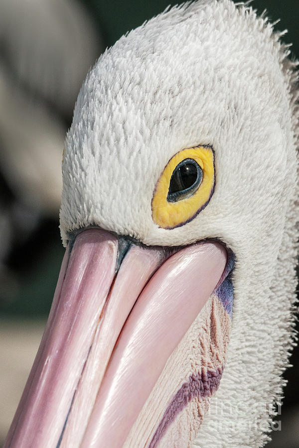 The Pelican Look Photograph by Werner Padarin