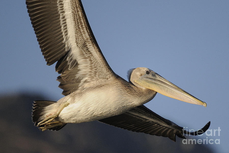 The Pelican Photograph by Marc Bittan