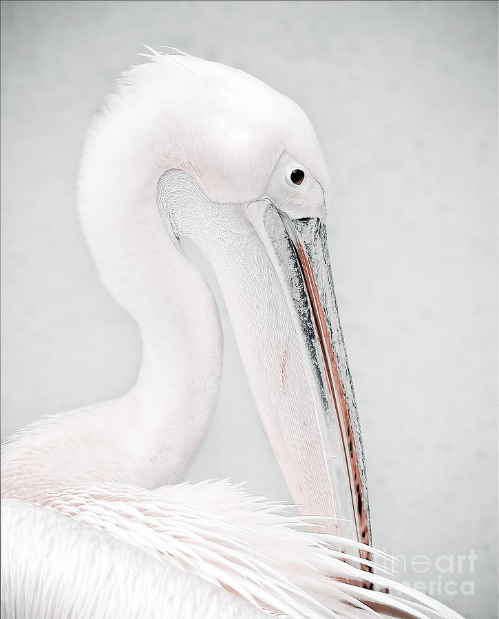 Pelican Photograph - The Pelican by Jacky Gerritsen